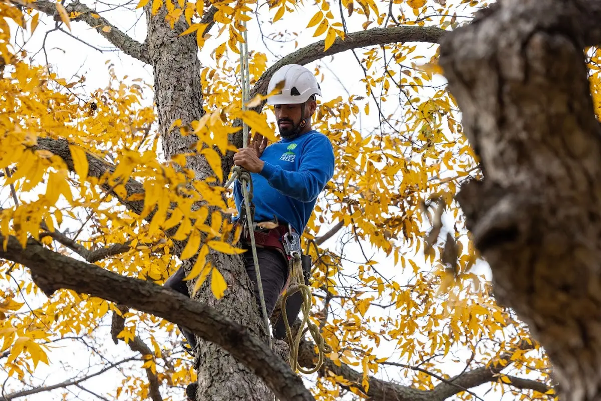 Skilled Tree Transplanting crew working in Newton